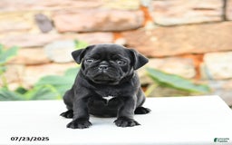 Pug dogs for sale: Jasmine - Image 3