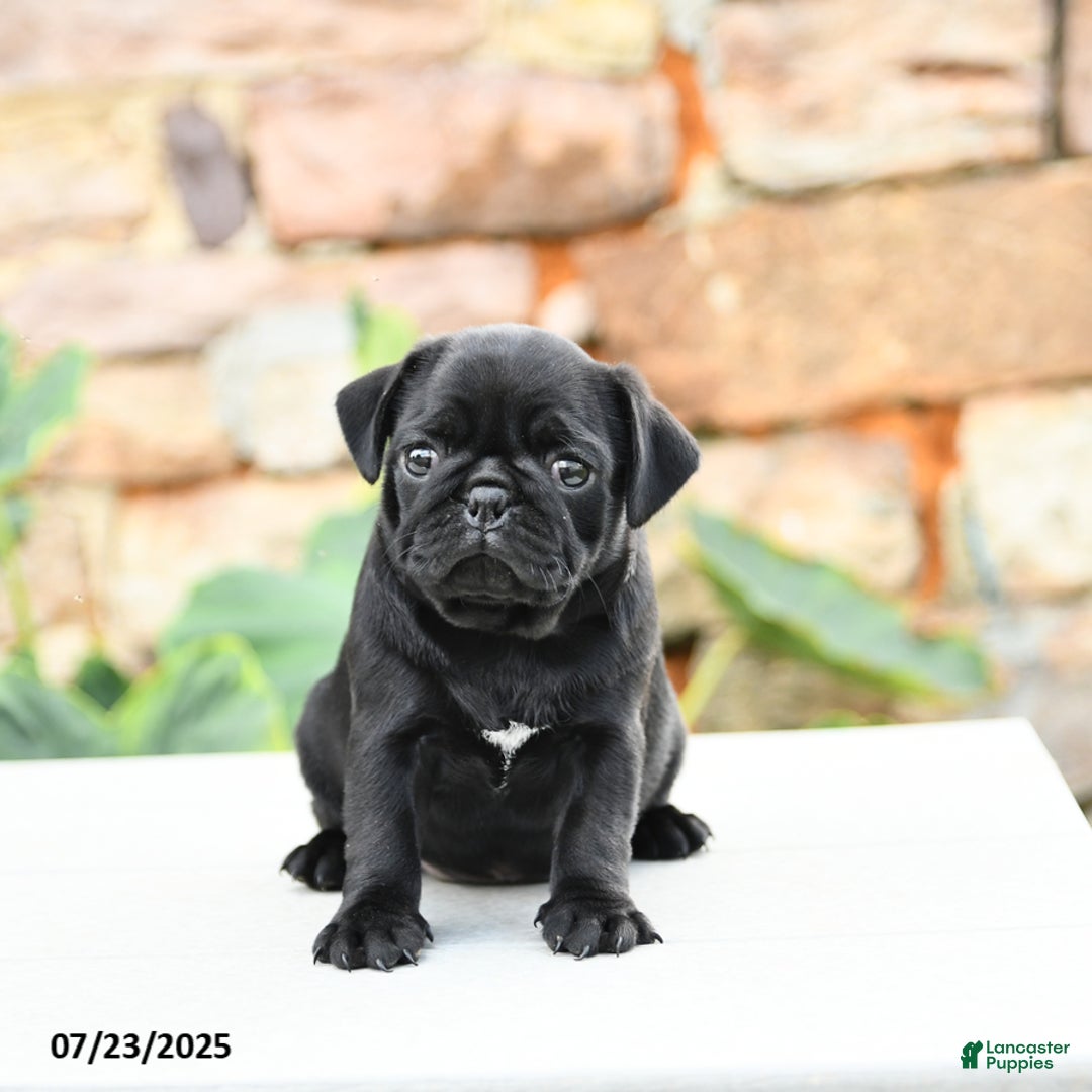 Pug dogs for sale: Jasmine - Image 3