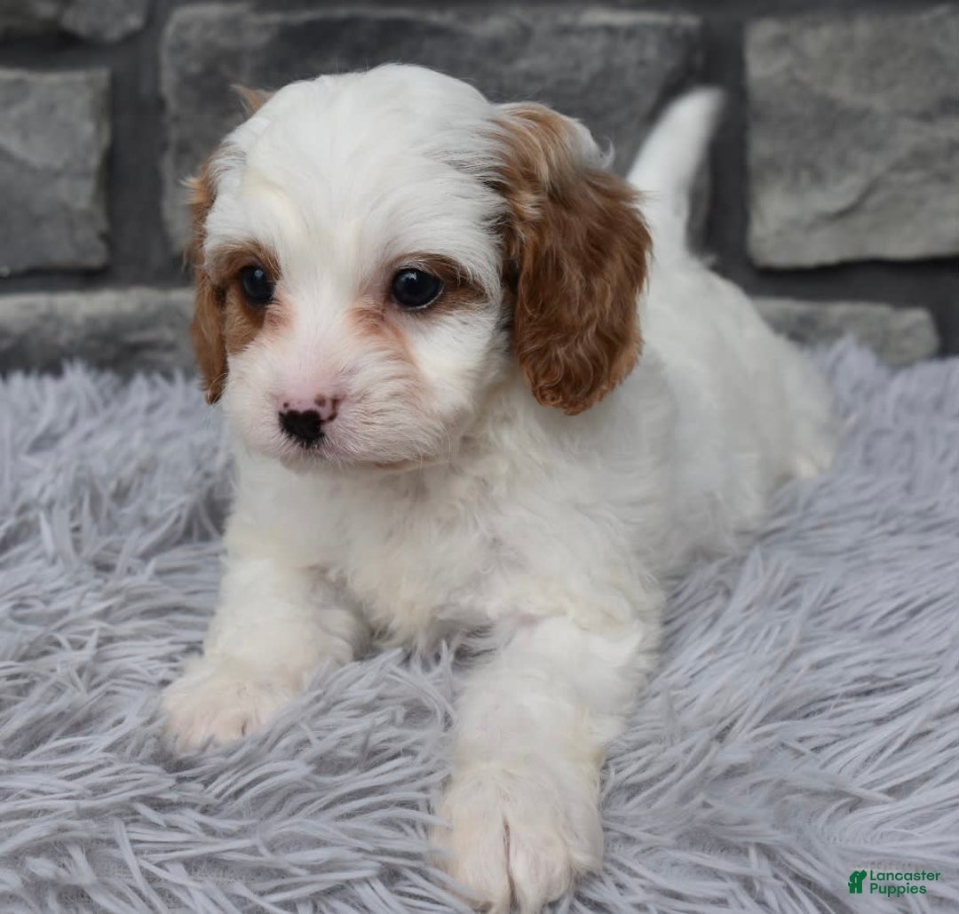Cavapoo dogs for sale: Archie - Image 2