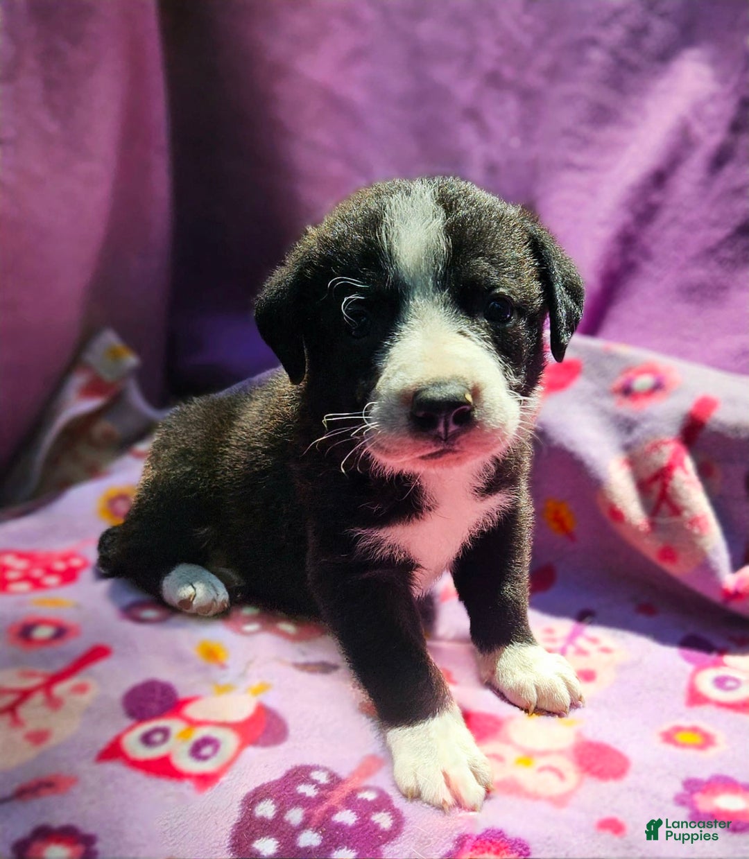 Border Collie dogs for sale: Coco - Image 16