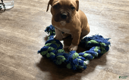 American Pit Bull Terrier dogs for sale: Spice - Image 7