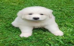 Great Pyrenees dogs for sale: Cedar - Image 2