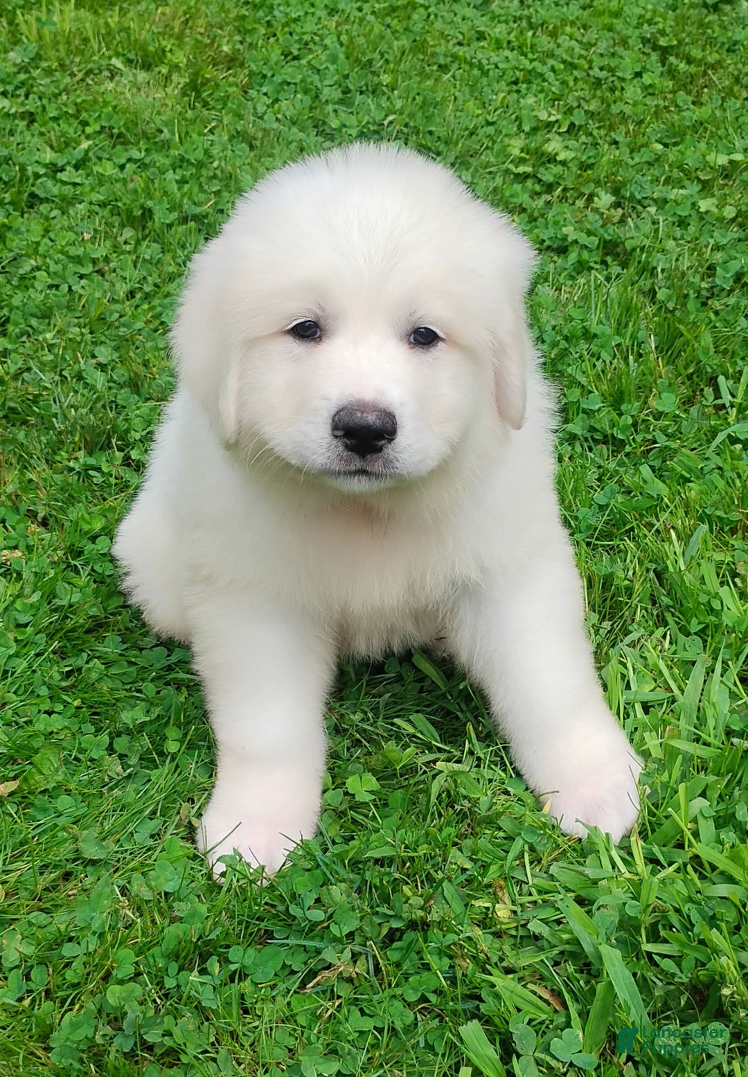 Great Pyrenees dogs for sale: Cedar - Image 2