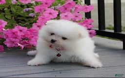Pomeranian dogs for sale: Kaden - Image 3