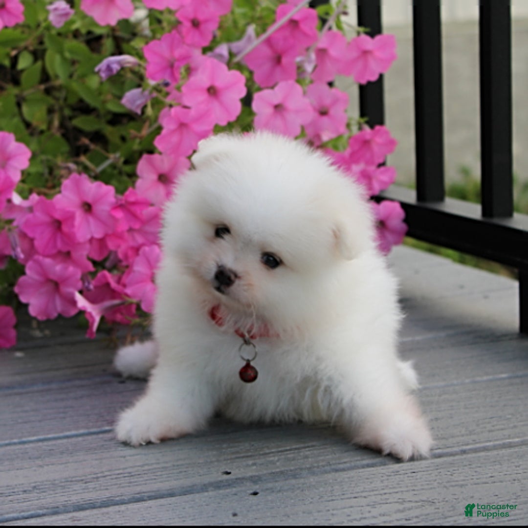 Pomeranian dogs for sale: Kaden - Image 3