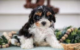 Cavapoo dogs for sale: Cavapoo 5 puppies - Image 3