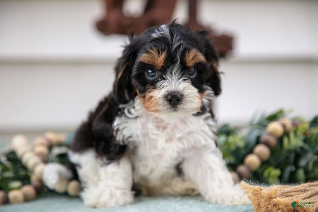 Cavapoo dogs for sale: Cavapoo 5 puppies - Image 3