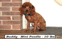 Cavapoo dogs for sale: China - Image 7
