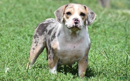 Beabull dogs for sale: Diamond - Image 11