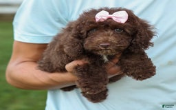 Cockapoo dogs for sale: Barb - Image 19