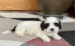 Havanese dogs for sale: Katie - Image 14
