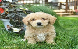 Maltipoo dogs for sale: Fluffy - Image 5