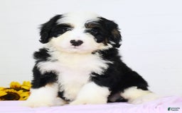 Mini Bernedoodle dogs for sale: Elsa - Image 1