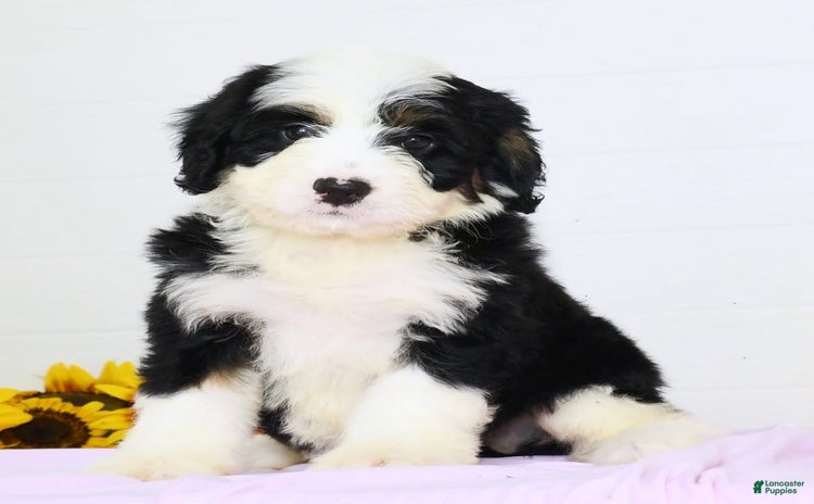 Mini Bernedoodle dogs for sale - Ad 3