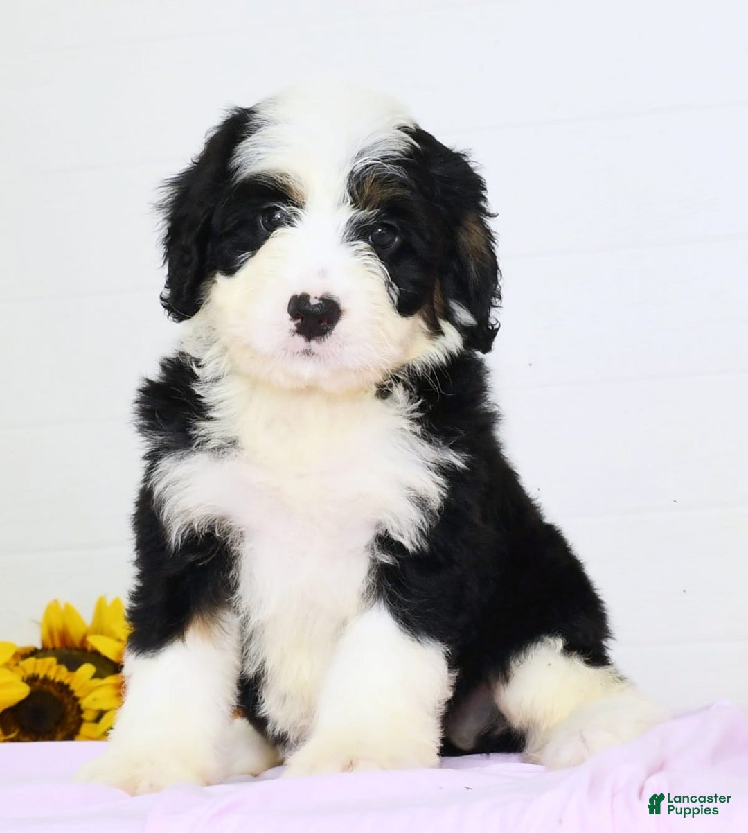 Mini Bernedoodle dogs for sale: Elsa - Image 1