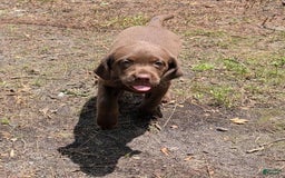 Labrador Retriever dogs for sale: Snips - Image 8