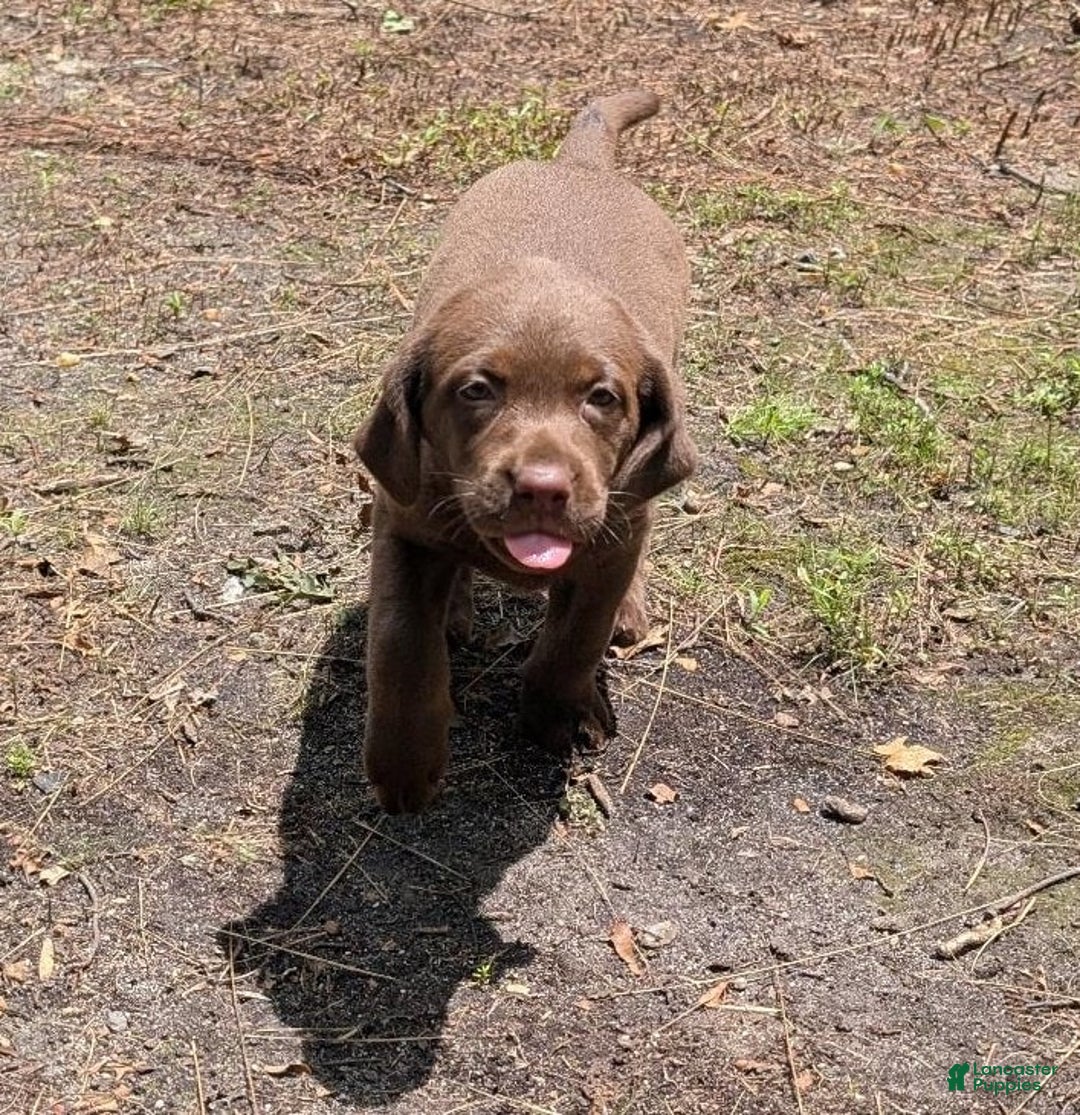 Labrador Retriever dogs for sale: Snips - Image 8