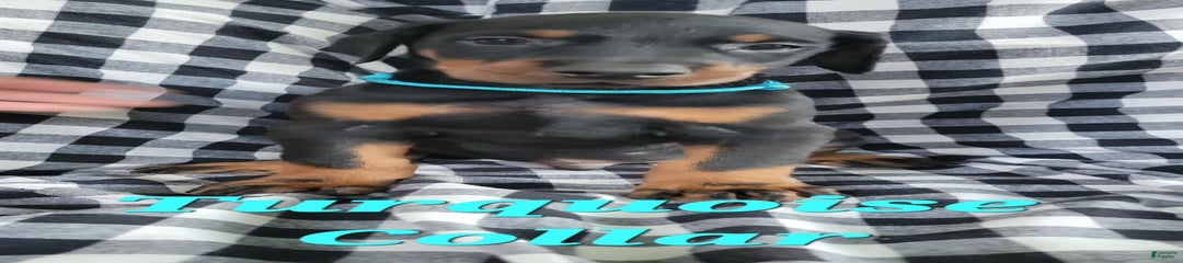 Turq A Durk