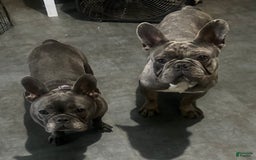 French Bulldog dogs for sale: Gonzo - Image 13