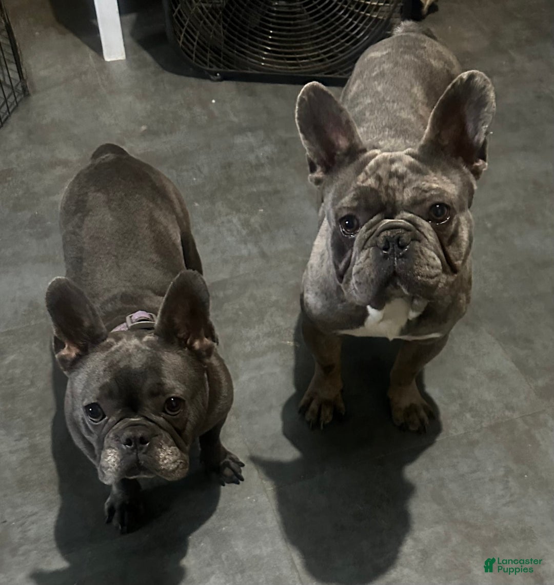 French Bulldog dogs for sale: Gonzo - Image 13