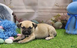 Catahoula Leopard Dog dogs for sale: Goldie 2025 M2 - Image 10