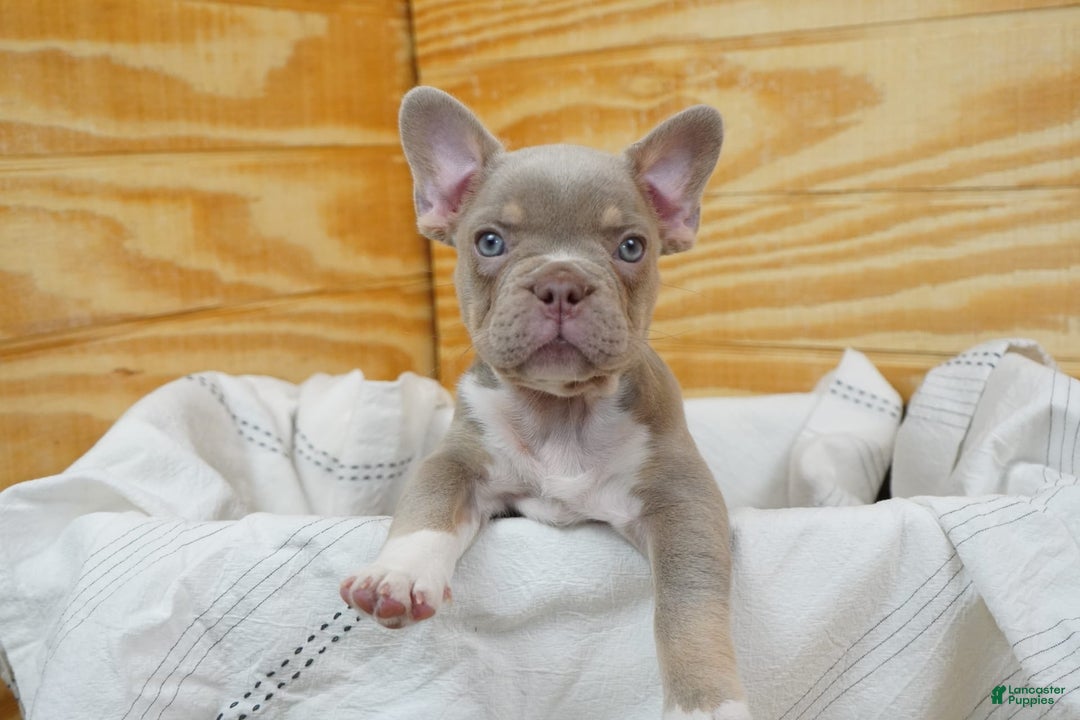 French Bulldog dogs for sale: Blaze - Image 3