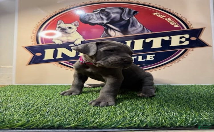 Cane Corso dogs for sale - Ad 2