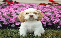 Cocker Spaniel dogs for sale: Rickey - Image 6