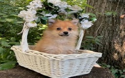 Pomeranian dogs for sale: Rusty - Image 6