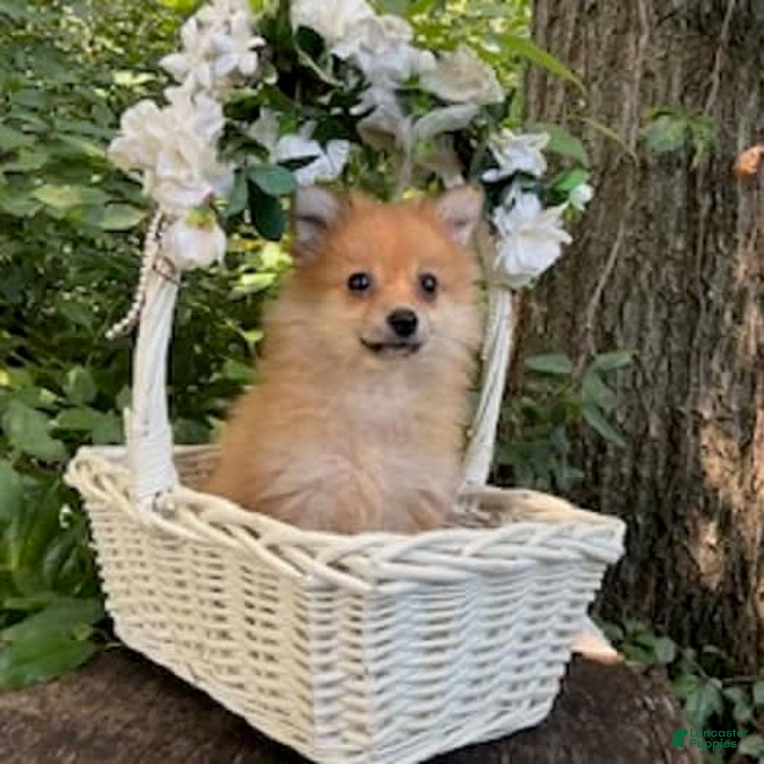 Pomeranian dogs for sale: Rusty - Image 6