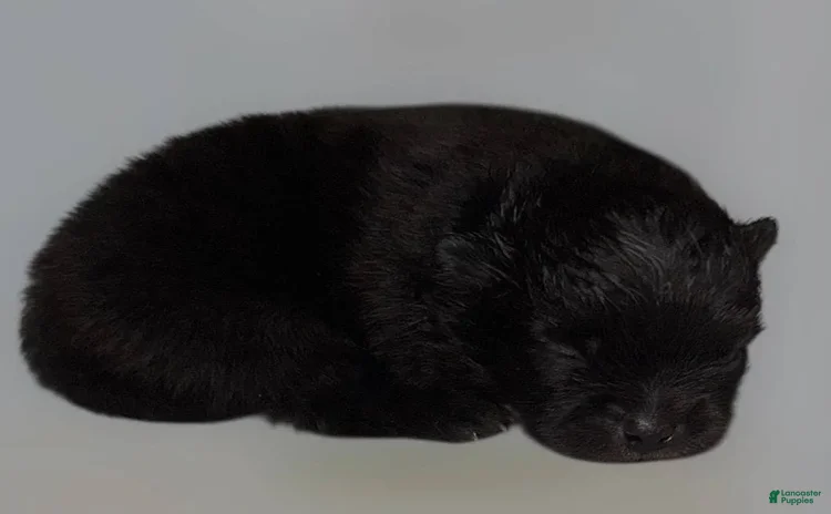 Pomeranian dogs for sale - Ad 1