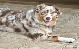 Australian Shepherd dogs for sale: Colin - Image 6