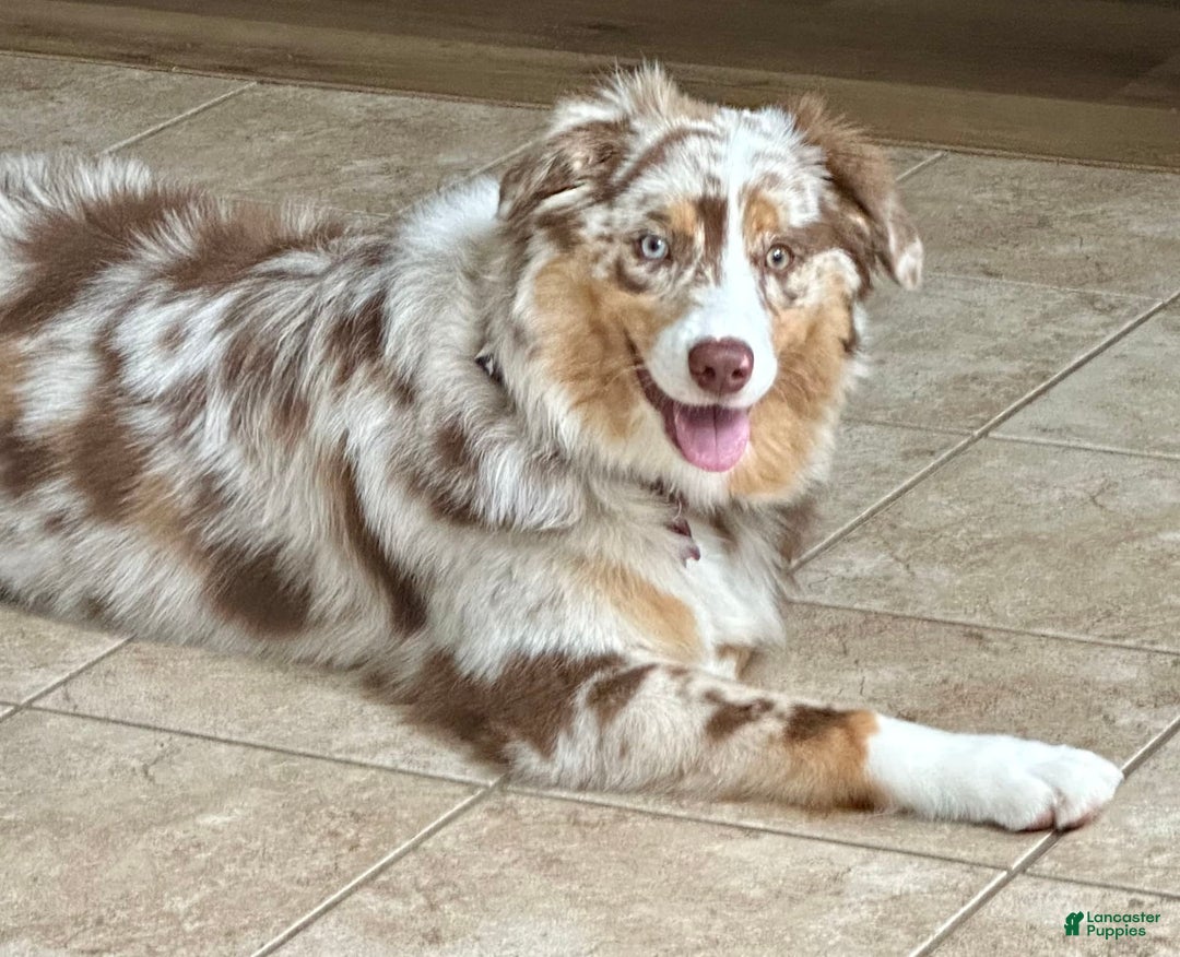 Australian Shepherd dogs for sale: Colin - Image 6