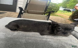 French Bulldog dogs for sale: French Bulldog 6 puppies - Image 7