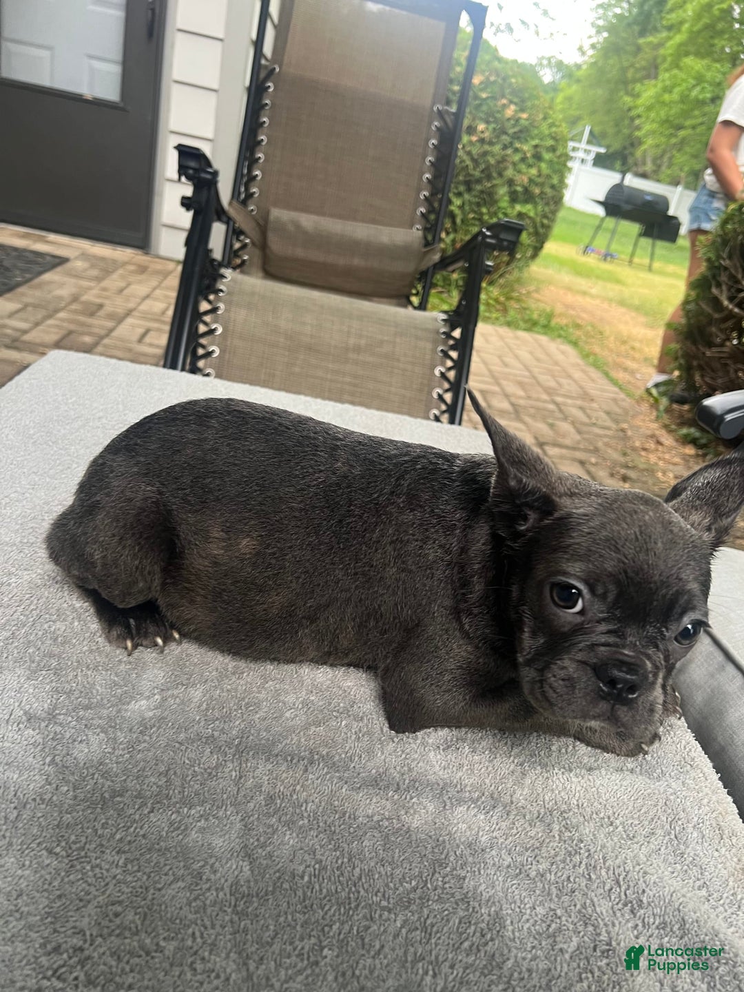 French Bulldog dogs for sale: French Bulldog 6 puppies - Image 7