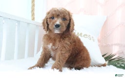 Goldendoodle dogs for sale: Brittany - Image 4