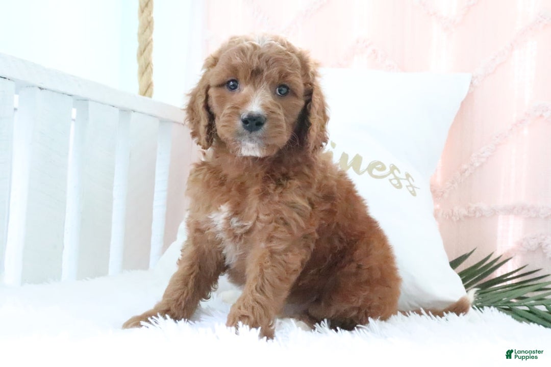 Goldendoodle dogs for sale: Brittany - Image 4