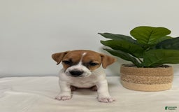 Jack Russell Terrier dogs for sale: Twinkle - Image 4