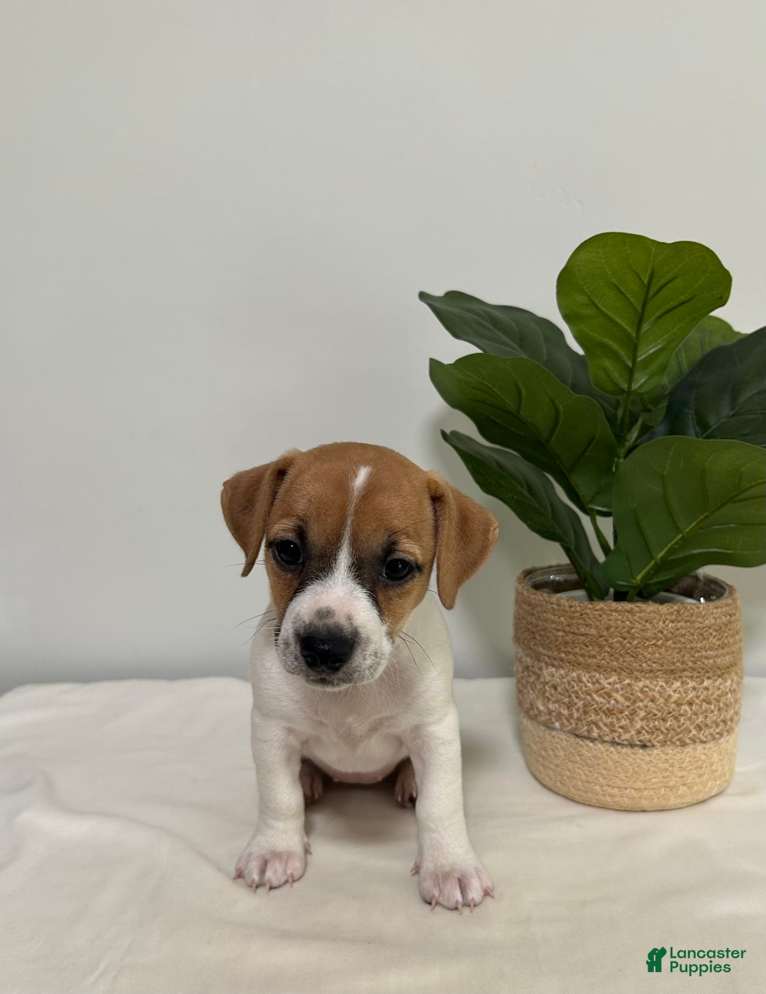Jack Russell Terrier dogs for sale: Twinkle - Image 4