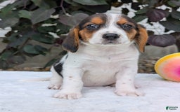 Beagle dogs for sale: Bella - Image 4