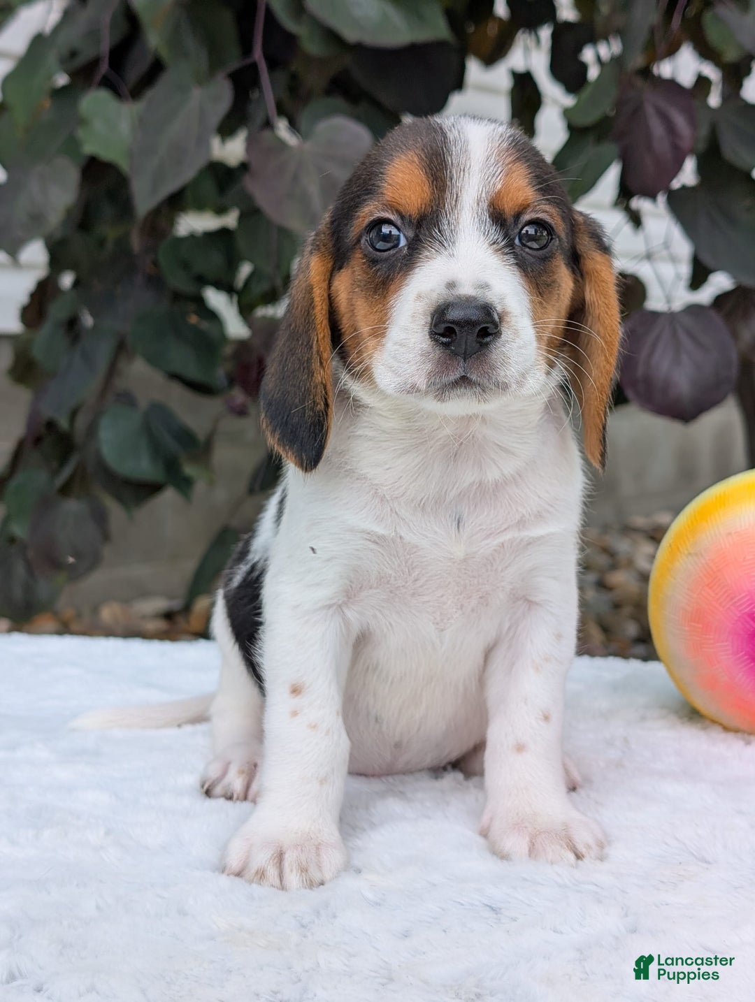 Beagle dogs for sale: Bella - Image 4