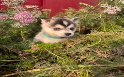 Alaskan Klee Kai dogs for sale: Addie Blue - Image 5