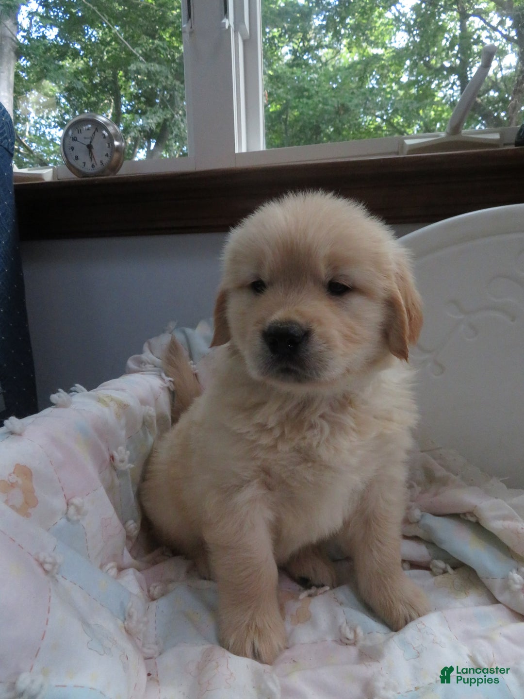 Golden Retriever dogs for sale: Hershey - Image 16