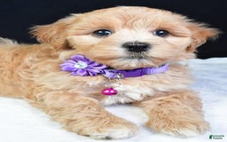 Maltipoo dogs for sale: Beth - Image 6