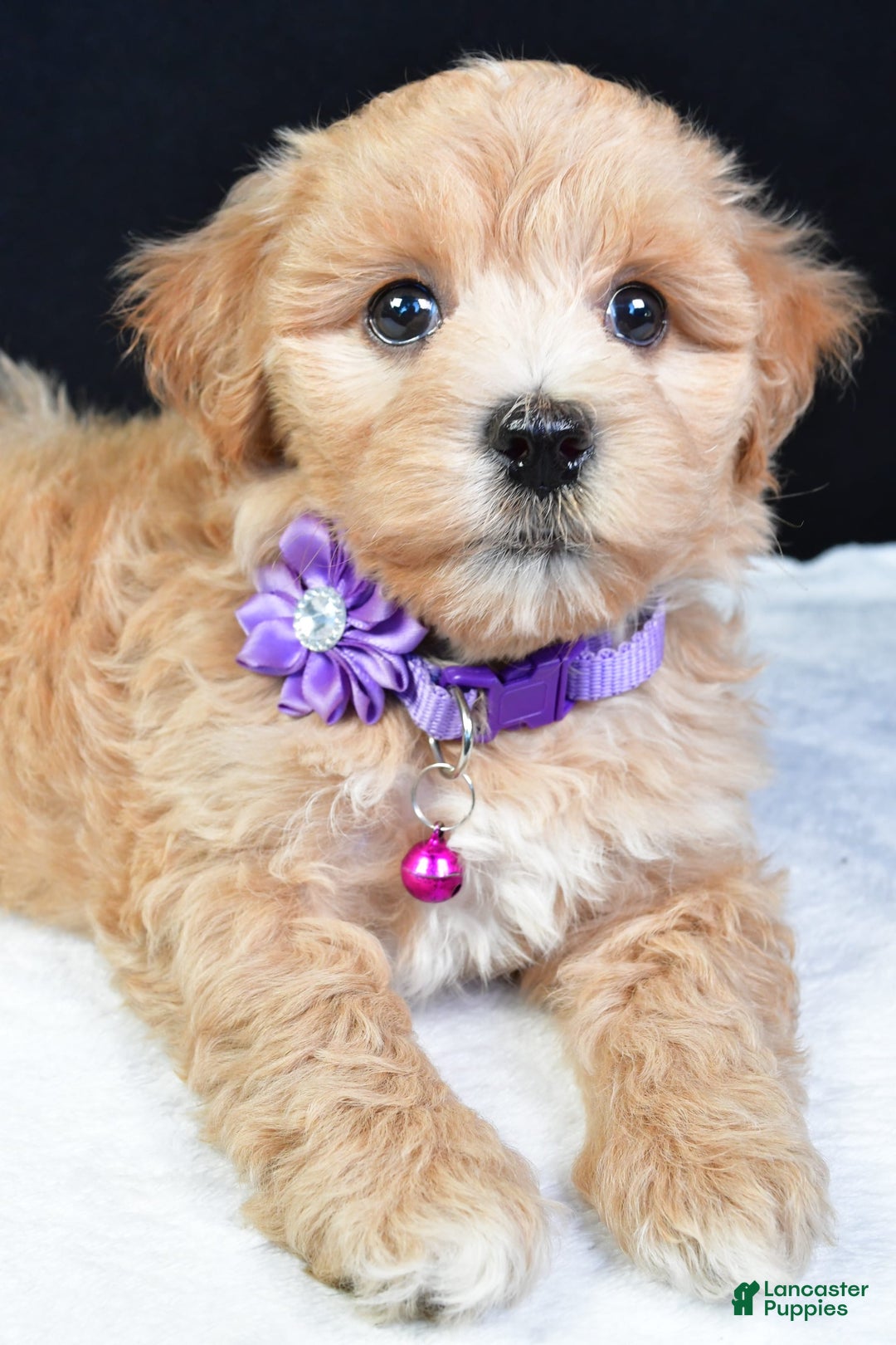 Maltipoo dogs for sale: Beth - Image 6