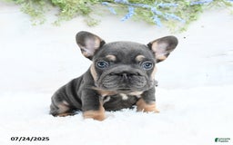 French Bulldog dogs for sale: Barb - Image 2