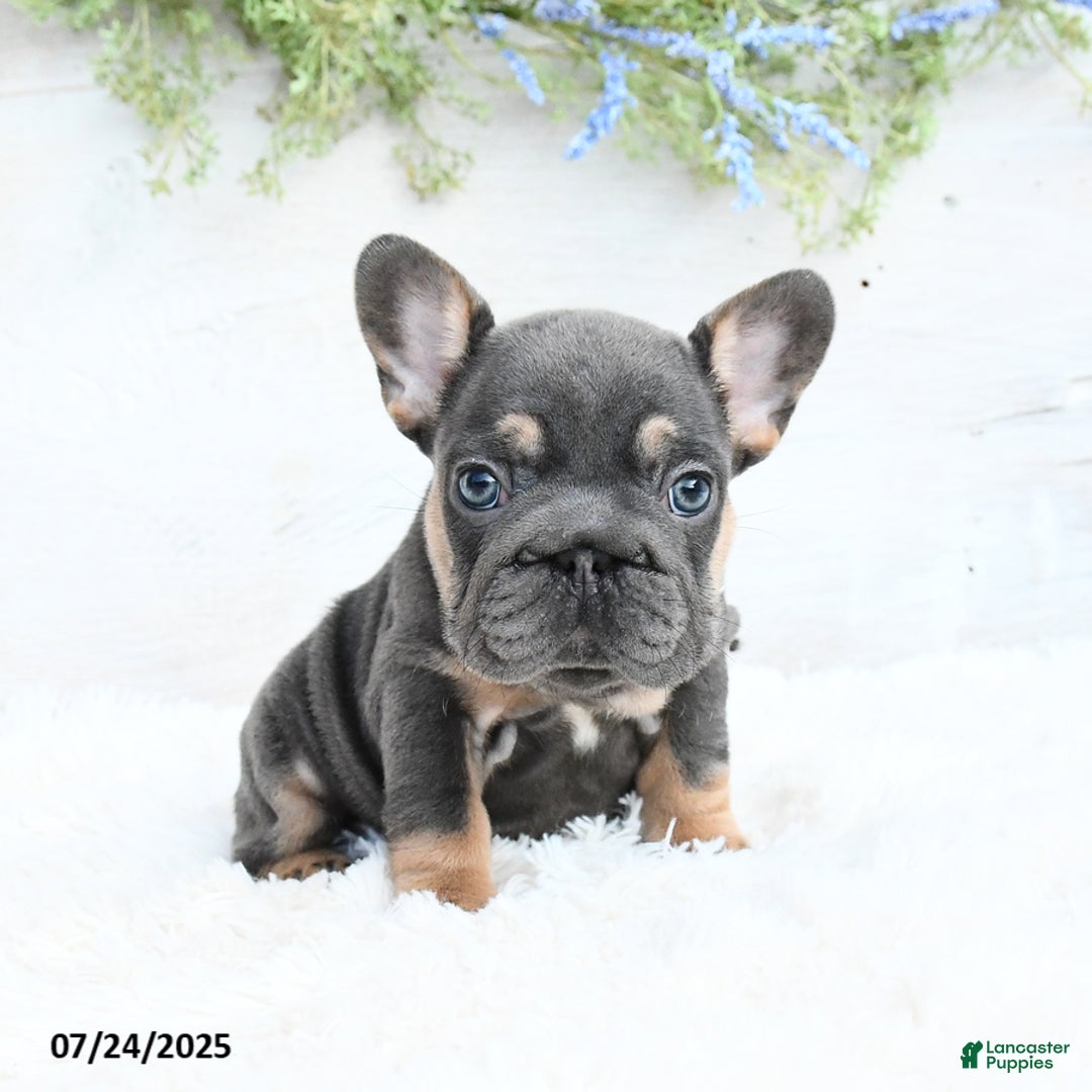 French Bulldog dogs for sale: Barb - Image 2