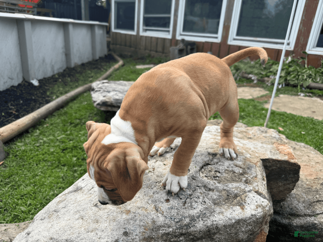 American Pit Bull Terrier dogs for sale: Helga - Image 12