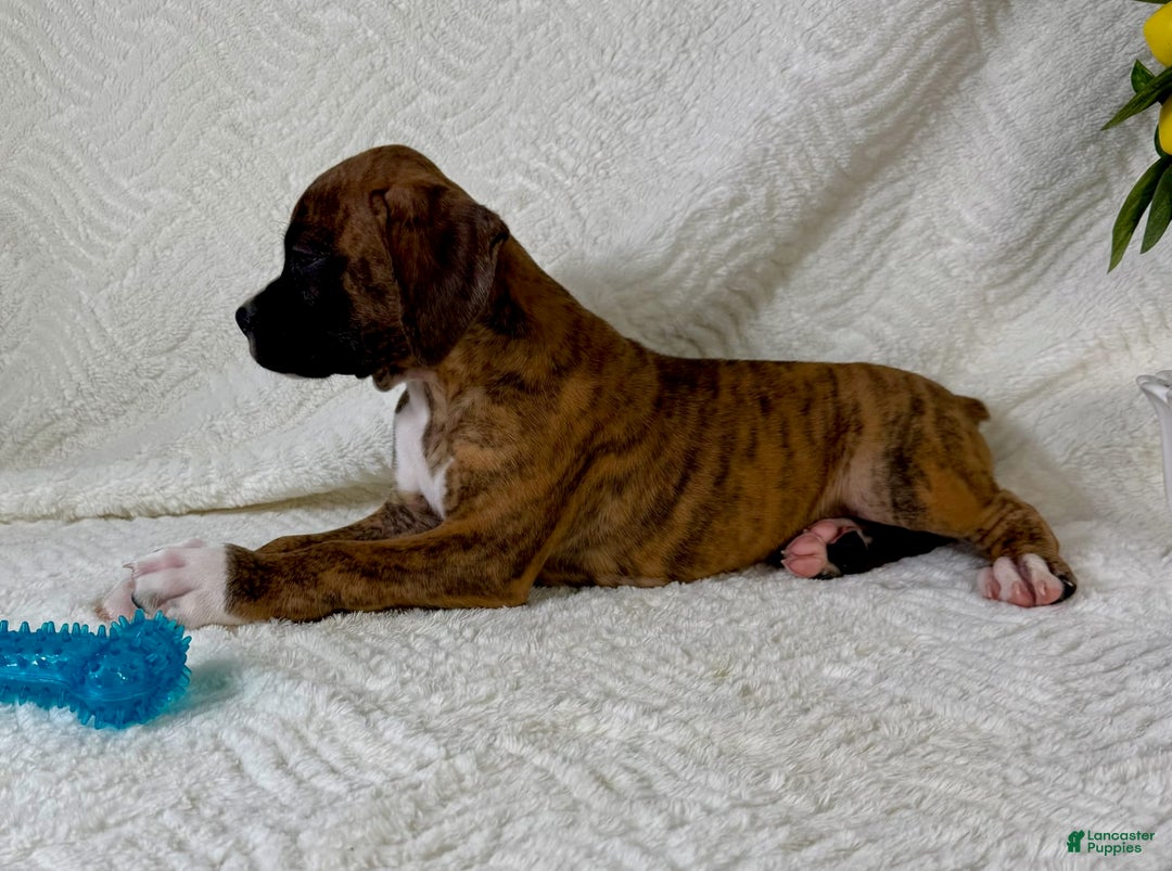 Boxer dogs for sale: Bruno - Image 5