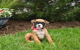 Boxer dogs for sale: Hazel - Image 3